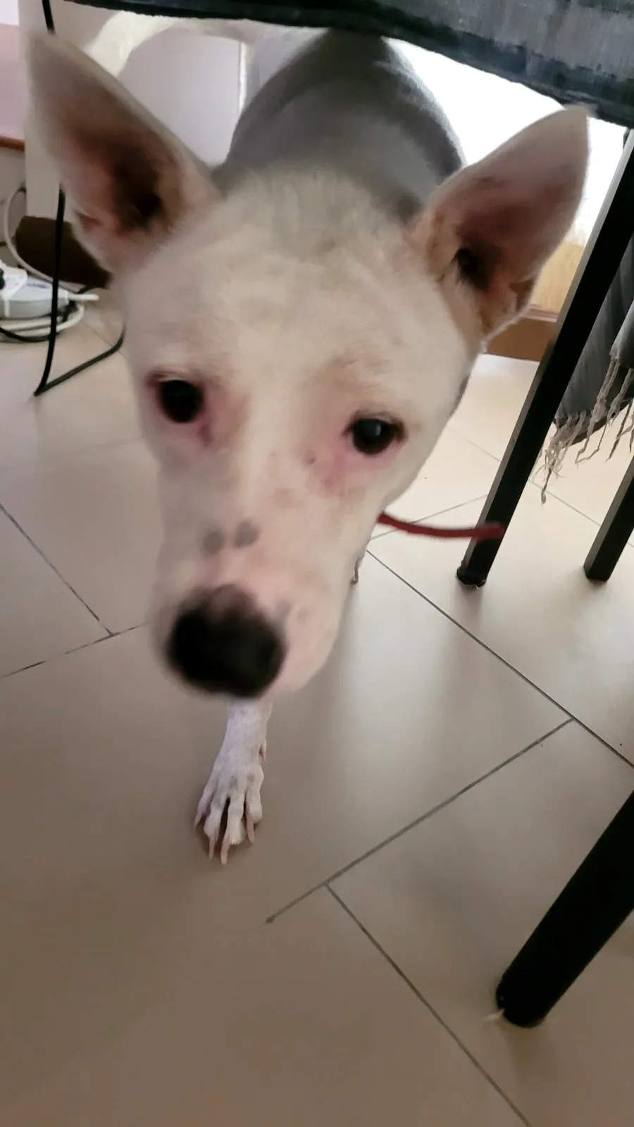 A white dog looking up at the camera