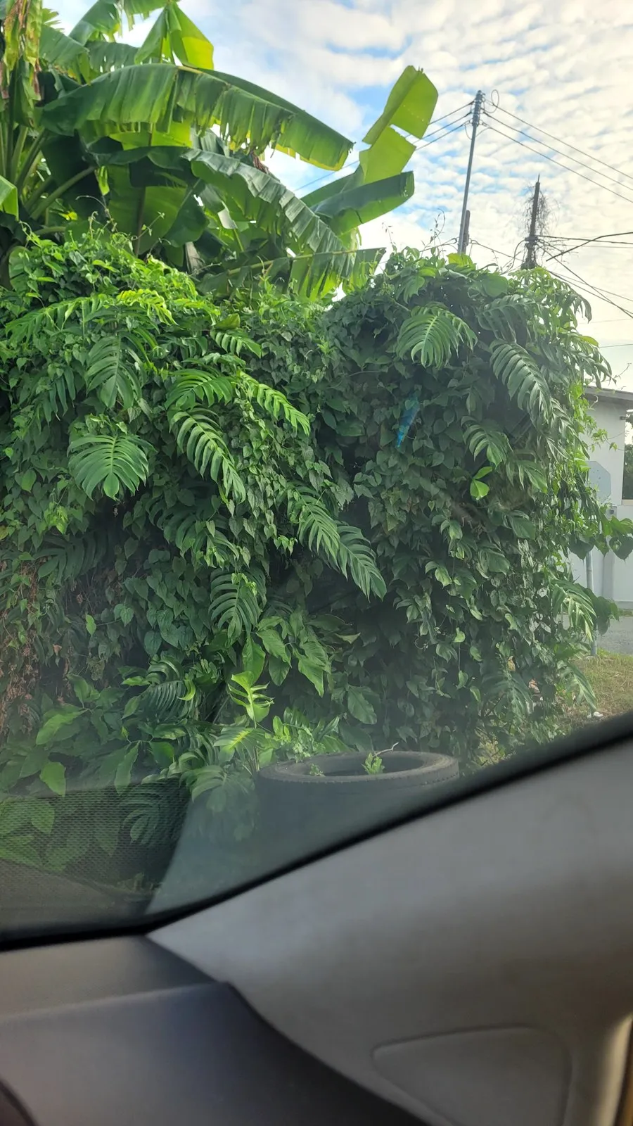 Green trees under a morning sky