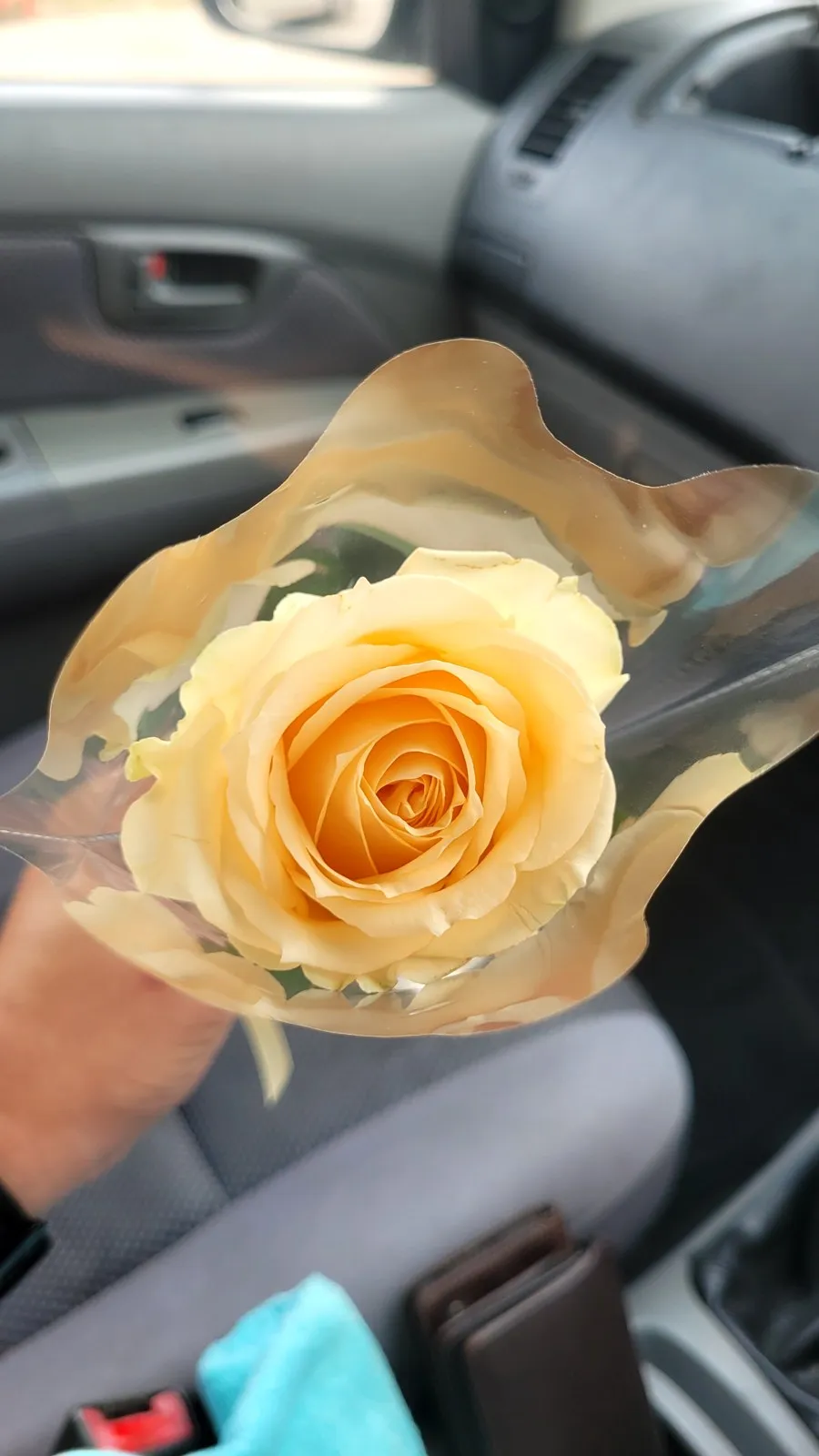 A single peach rose in a plastic sleeve